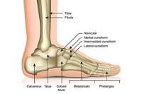 The Architecture of the Foot